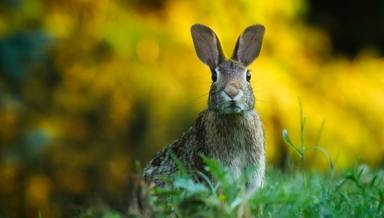 El conill, declarat en risc d'extinció a la península Ibèrica