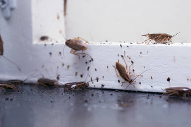 Fulmigar hormigas y cucuarachas