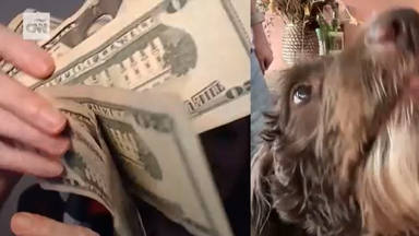 El perro que se ha comido 4.000 dólares en billetes y tiene a sus dueños haciendo un tremendo puzle