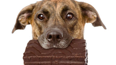 Las razones por las tienes que evitar que tu perro coma chocolate