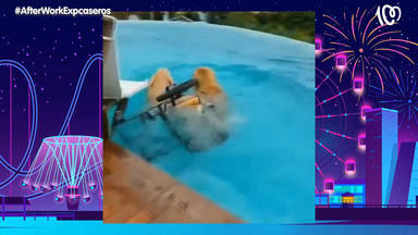 Así reacciona este perro en silla de ruedas al ver por primera vez una piscina