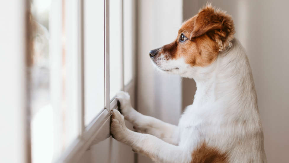 ¿Por qué los perros lamen los cristales de las ventanas?