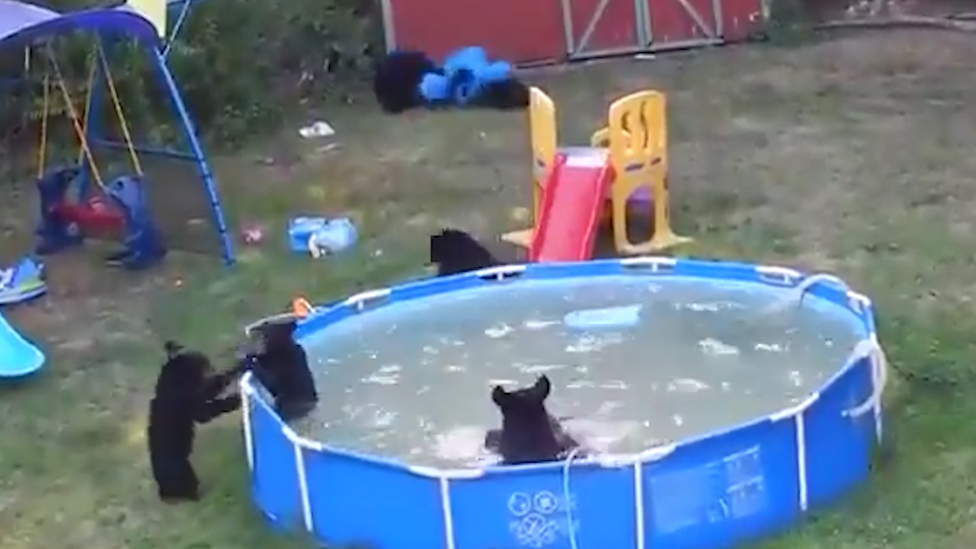 Unos osos se cuelan en una casa y montan una fiesta en la piscina