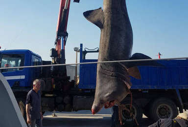 Pesquen un tauró pelegrí de gairebé 7 metres a Tarragona i el tornen al mar