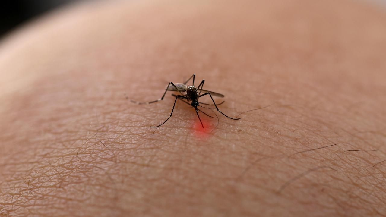 Mosquitos: por qué pican, trucos para que no te piquen y sus olores favoritos