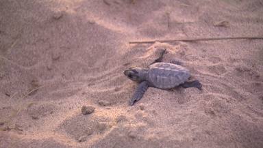 Neixen per primer cop tortugues babues a la platja de Castelldefels