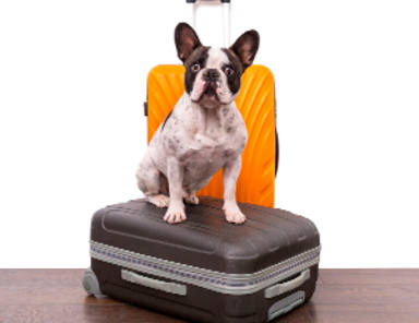 Viajar con tu mascota es mejor, ¡y ahora es más fácil!