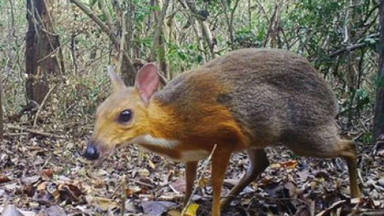Reaparece 30 años después el 'ciervo ratón' que se creía extinguido