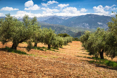 Beautiful,Valley,With,Old,Olive,Trees,In,Granada,,Spain