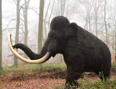 Noves restes de mamut a Tarragona
