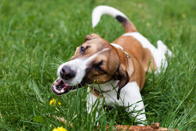 Los perros comen hierba no solo para purgarse