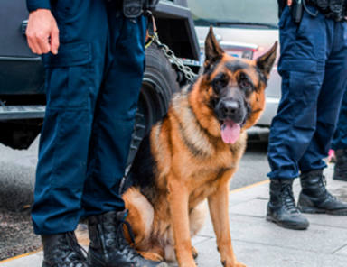 Poncho, el perro policía que salva vidas