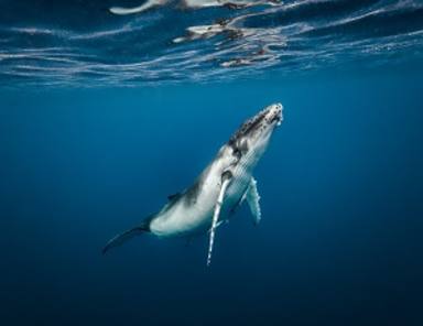 La ballena que salvó a una buceadora de un tiburón