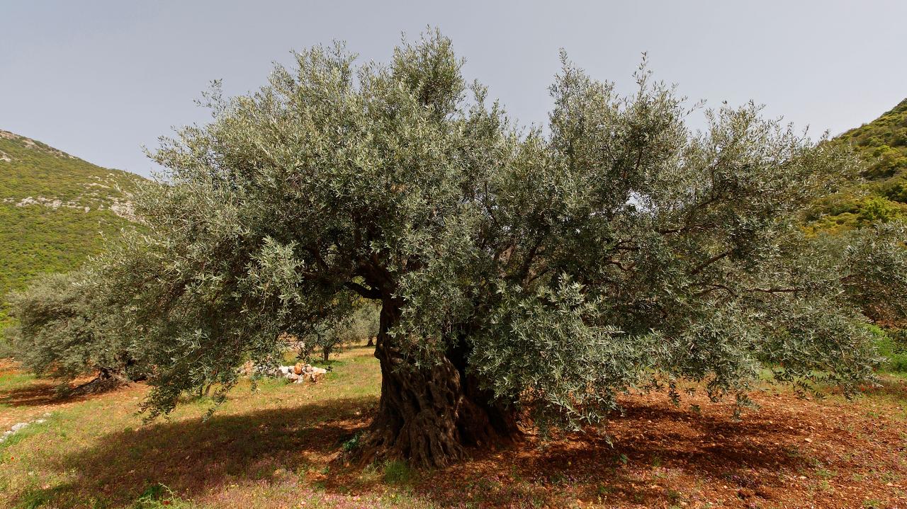 El lugar donde está el olivo más viejo de España con casi 2.000 años