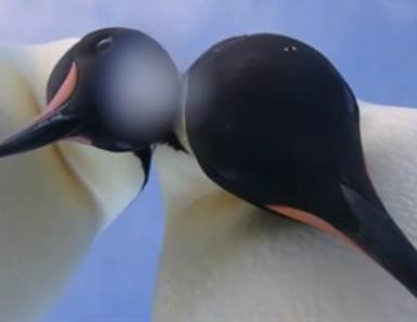 Dos pingüinos de lo más curiosos