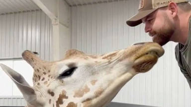 El vídeo viral de un quiropráctico atendiendo a una jirafa: “Es el sueño”