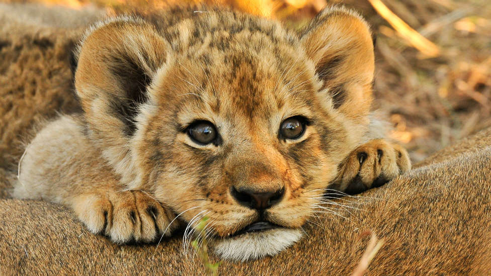 Trabajadores de un safari deciden pasar la cuarentena con tres bebés de león