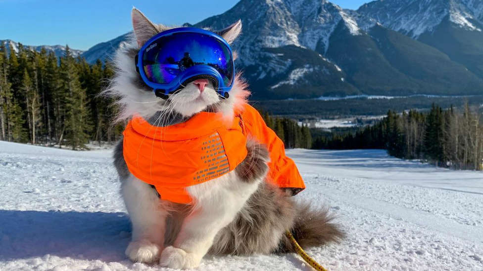 Los gustos más sorprendentes de las mascotas: ¡y el increíble vídeo de Gary, el gato que sabe esquiar!