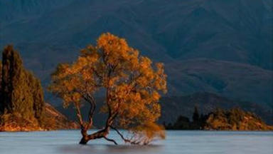 Wanaka Tree, uno de los paisajes más emblemáticos de Nueva Zelanda, destruido