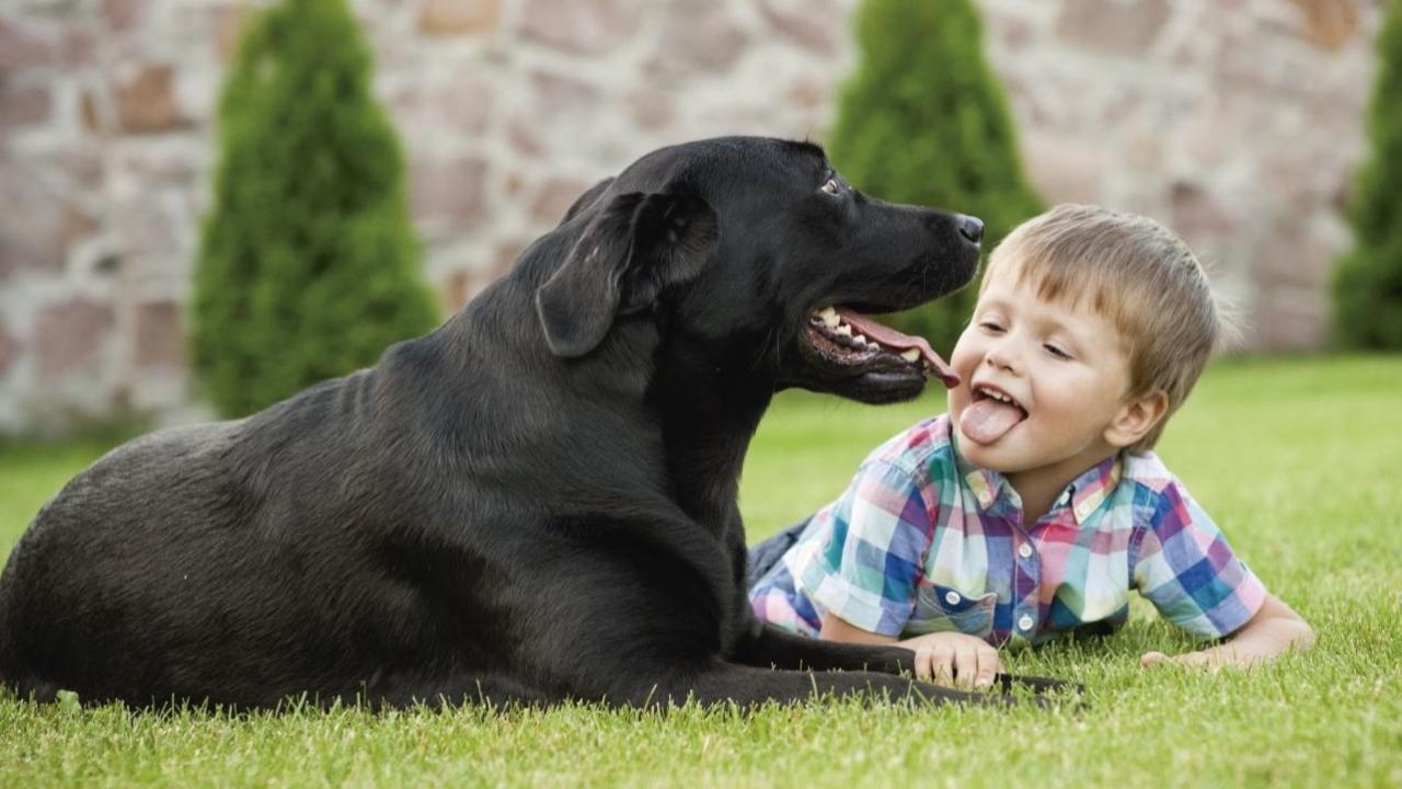 ¿Sabías que los perros son igual de inteligentes que un niño de dos años?