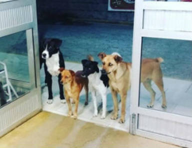 ¿Quieres saber a quién esperan estos perros en esa puerta?