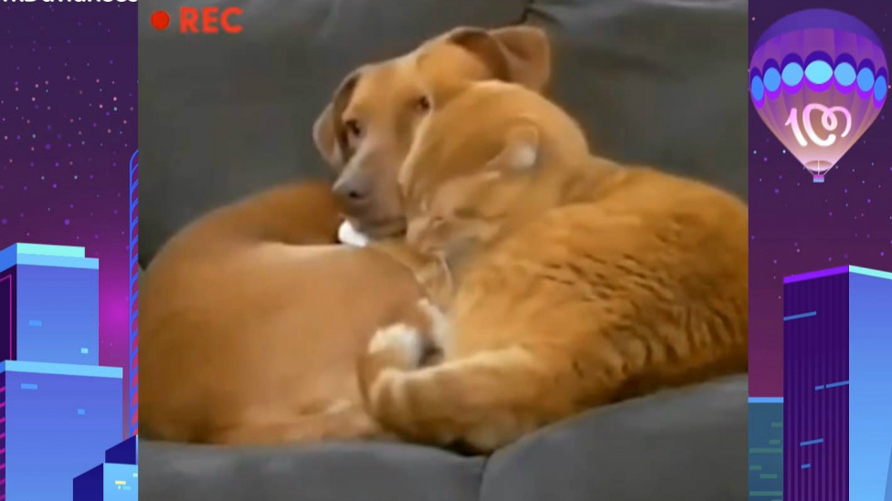 Jordi Cruz te enseña los vídeos más virales de mascotas