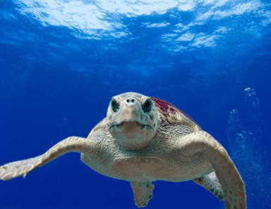 Una tortuga “boba” nia a Premià de Mar