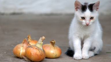 El gato que se ha hecho viral en las redes por cómo llora mientras su dueña corta cebolla