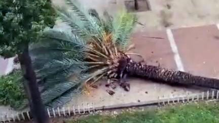 El vídeo viral de la narración de una mujer a su nieta de cómo se cae una palmera por el viento en Sevilla
