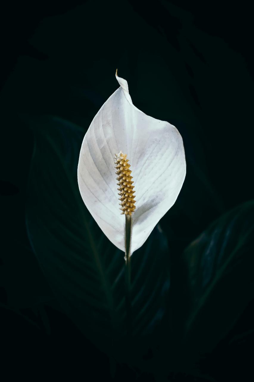 Plantes d'interior contra la calor