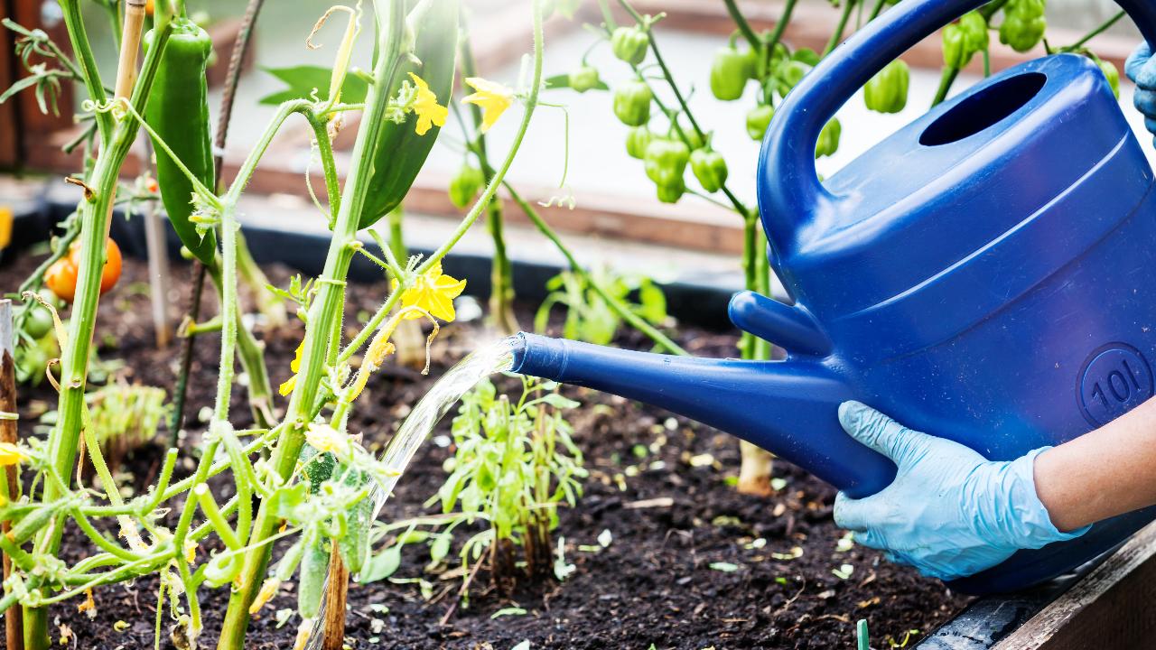 Este es el truco para hacer que tus plantas vivan más