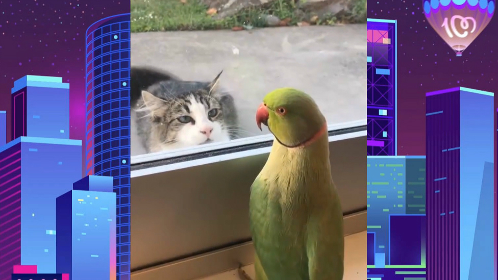 El divertido vídeo en el que un pájaro vacila a un gato a través de una ventana
