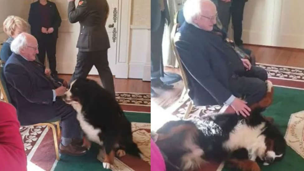 ¿Qué le ha pasado al presidente de Irlanda y a su perro?