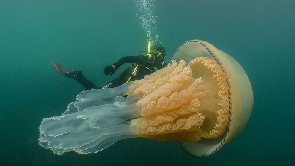 Encuentran la mayor medusa de barril vista hasta la fecha