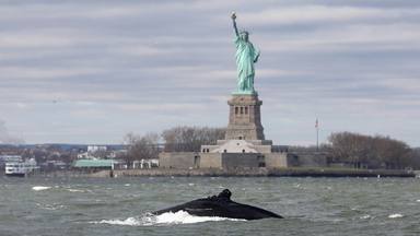 Una balena geperuda apareix al costat de l'estatua de la Llibertat