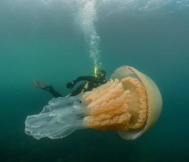 Trobada una medusa "gegant" a les costes angleses