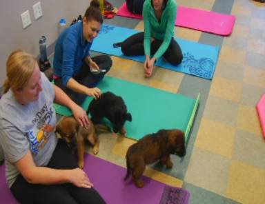 ¿Conoces el "Puppy Yoga"?