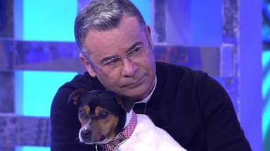 Jorge Javier Vázquez revela qué nombre de famoso le ha puesto a su nuevo perro: “No me gustaba nada”