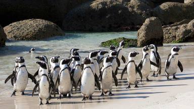 El pingüí africà, en perill d'extinció per culpa del turisme