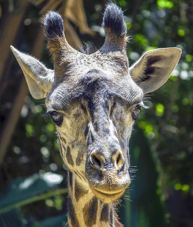 Ha nascut una girafa al Zoo de Barcelona