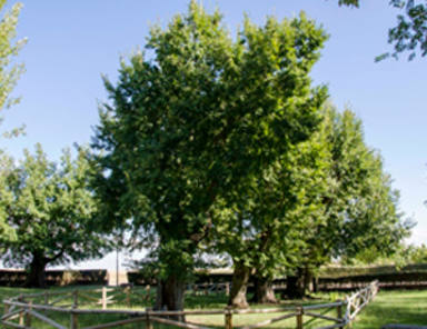 Un árbol español puede ser el Árbol Europeo del Año