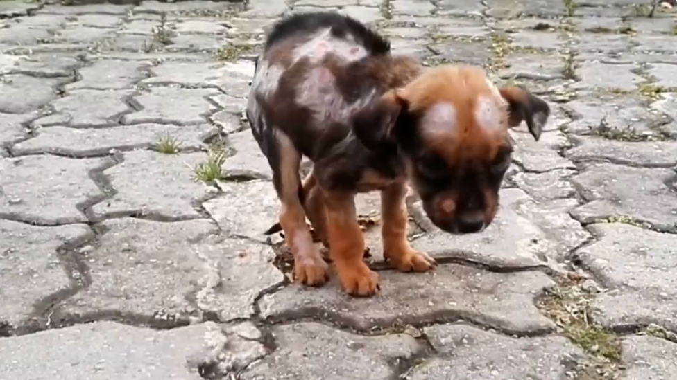 La historia de superación de un perrito que fue abandonado en la calle