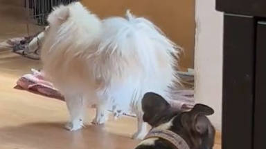El perro que se ha vuelto viral en TikTok por imitar a su dueña con muletas
