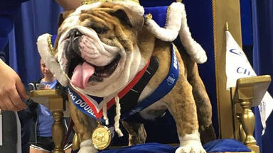 ¿Conoces a Beau, el bulldog más "hermoso" de Estados Unidos?