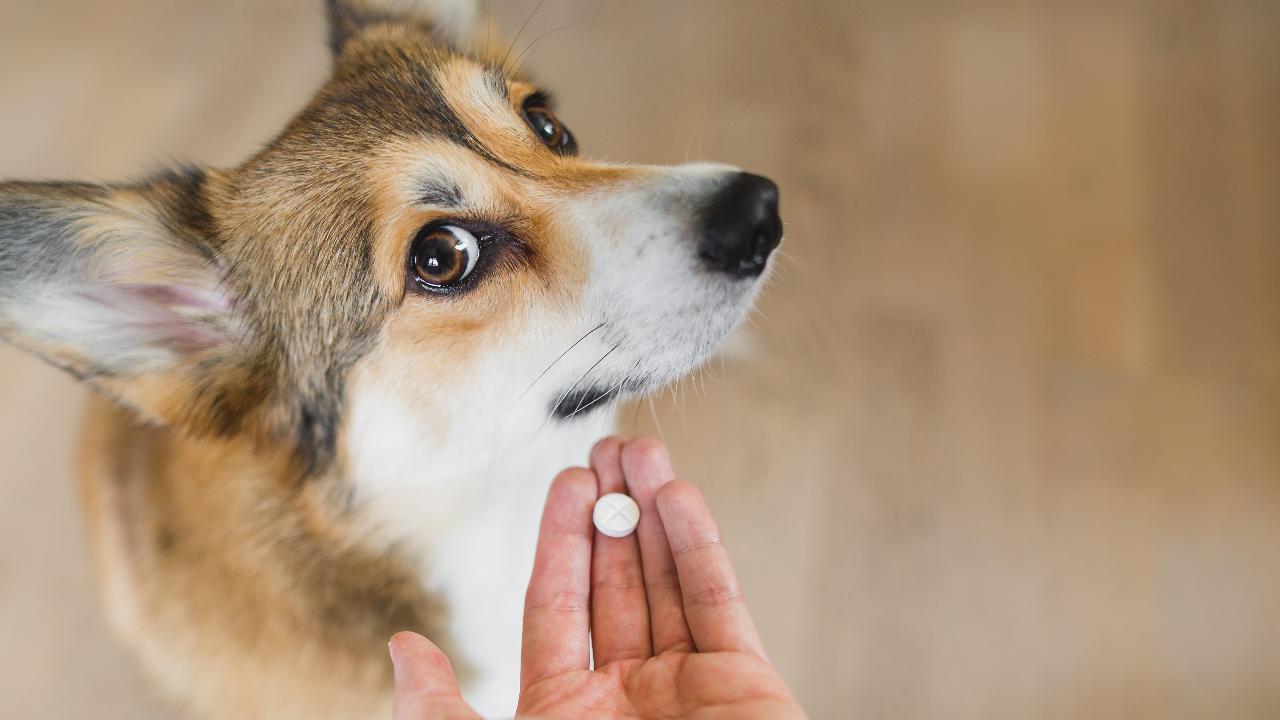 El truco infalible para que tu perro se tome las pastillas
