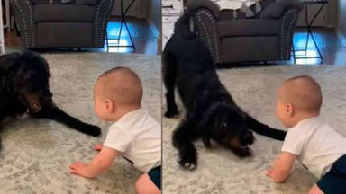 El perrito y bebé viral