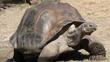 Mor la tortuga més vella de l'Àfrica als 344 anys
