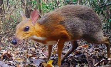 Es fotografia un “cérvol-ratolí”, un animal que es creia extingit