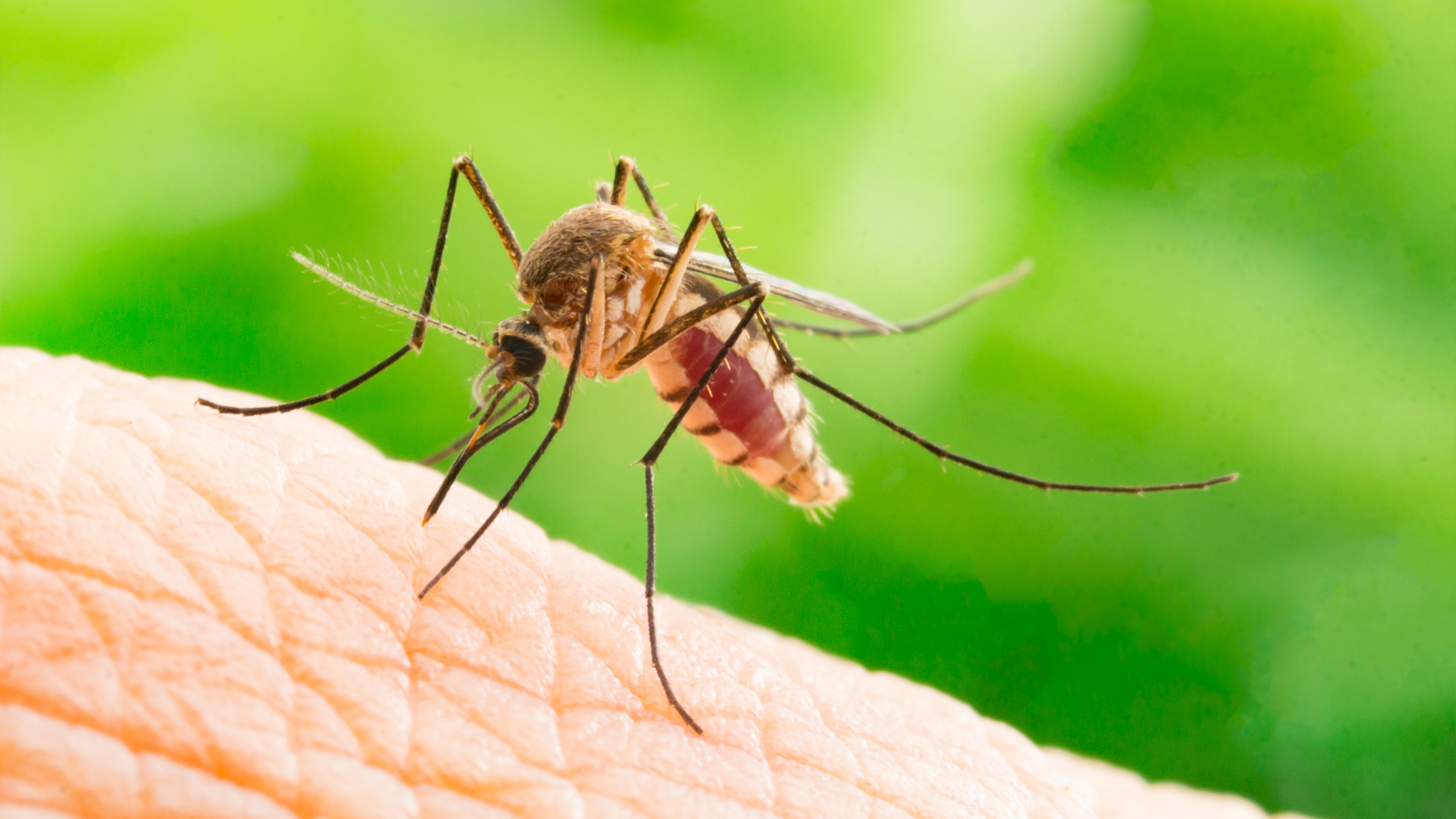 Consejos para evitar que te acribillen los mosquitos este verano