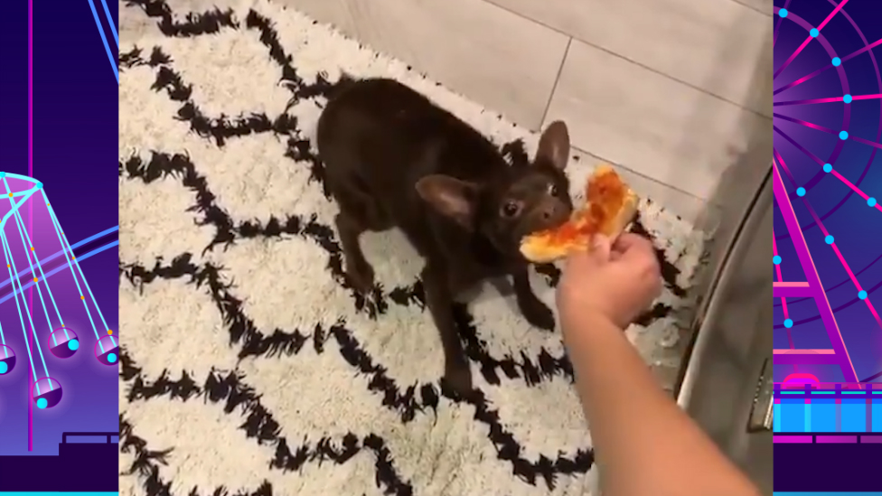 La inesperada reacción de un perrito cuando come un trozo de pizza